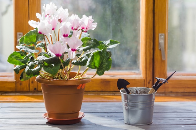 Free Photo plant and garden still life