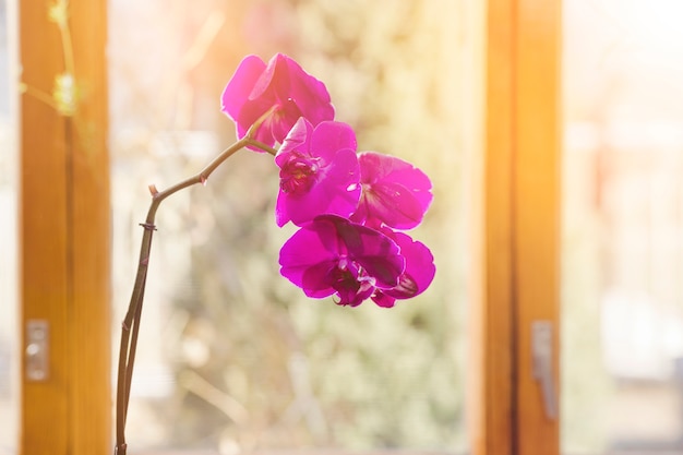 Free photo plant and garden still life