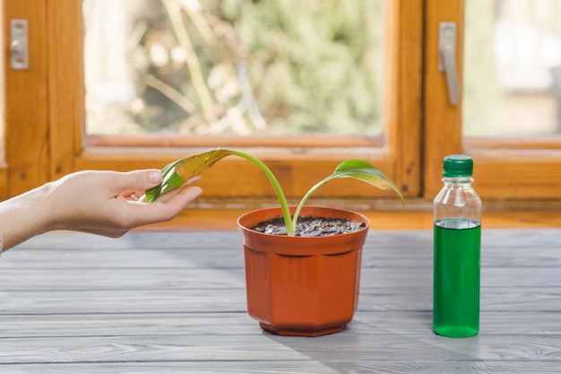 Free Photo plant and garden still life