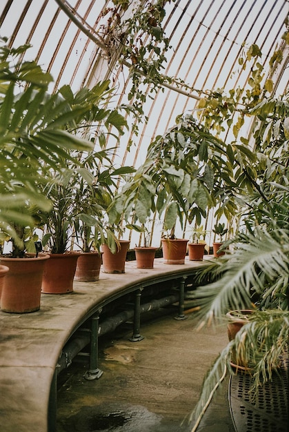 Free photo plant greenhouse retro film grain, in kew garden, london