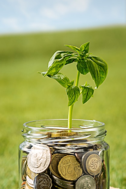 Plant growing in Coins glass jar for money on green grass