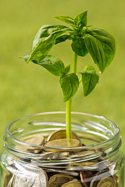 Plant growing in Coins glass jar for money on green grass