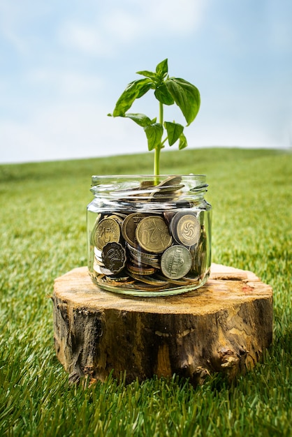 Plant growing in Coins glass jar 