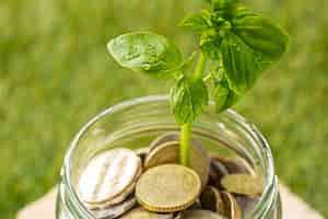 Free photo plant growing in coins glass jar