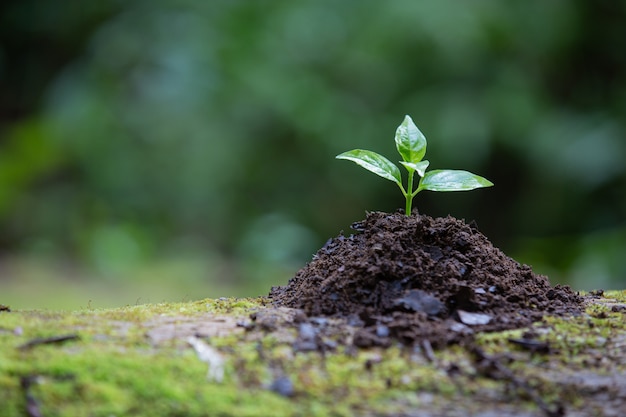 Plant growing in the ground