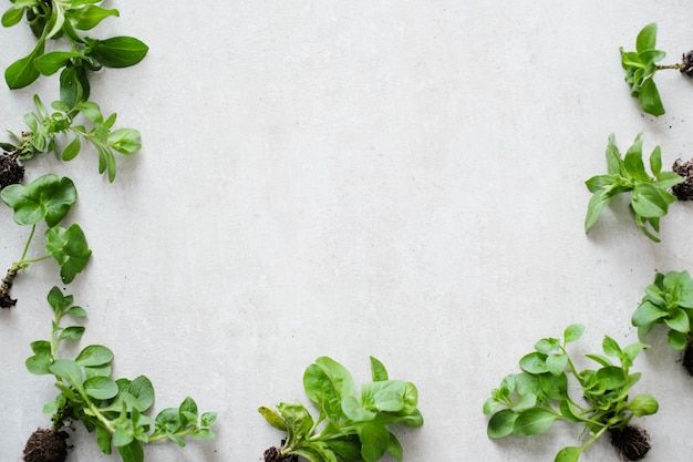 Free photo plant. houseplant on the table