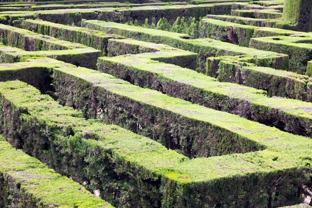 Plant of Labyrinth at Parc del Laberint de Horta in Barcelona