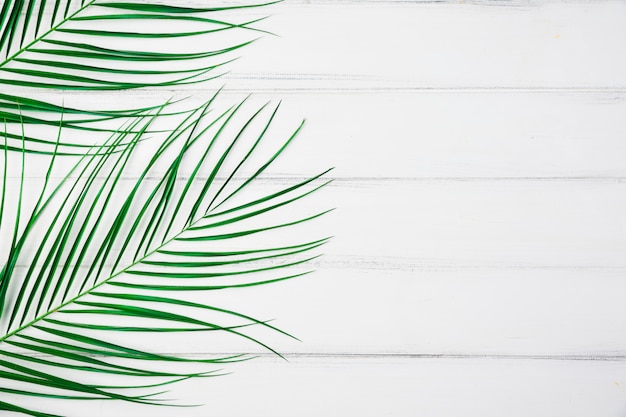 Free photo plant leaves on desk