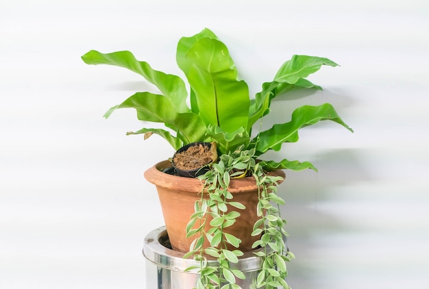 plant in pot home decoration