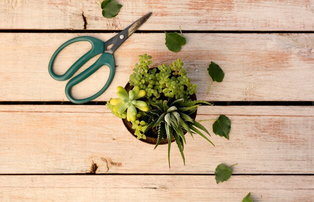 Plant in pot next to scissors