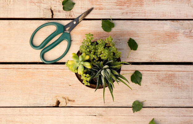 Plant in pot next to scissors