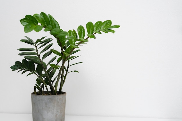 Free photo plant pot on table close up