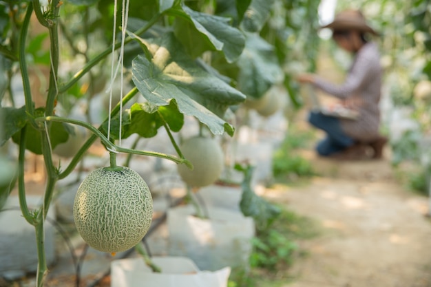 Free photo plant researchers are checking the effects of cantaloupe.