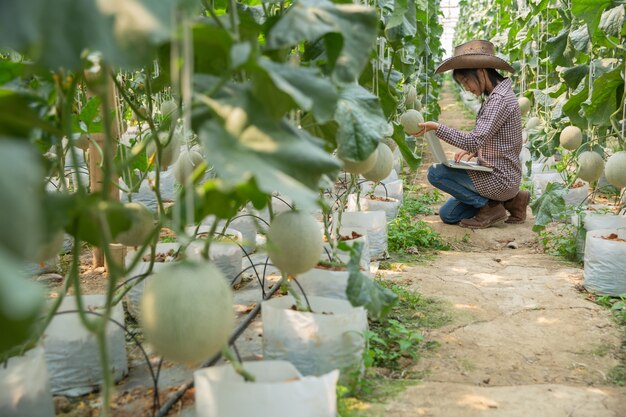 Plant researchers are checking the effects of cantaloupe. 