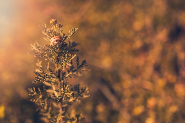 Free photo plant in sunlight with snail