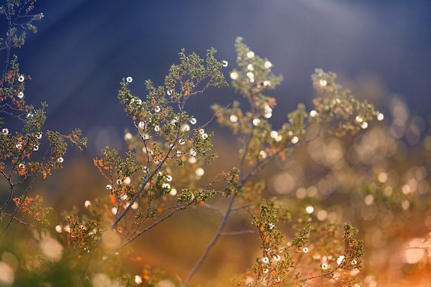 Plant and sunlight