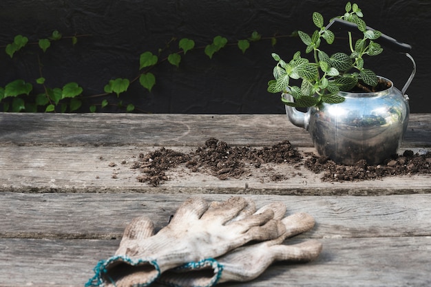 Free Photo plant in teapot with gloves