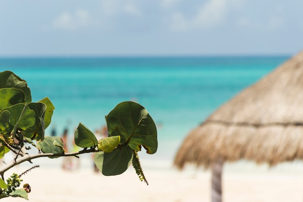 Plant twig near beach and azure sea