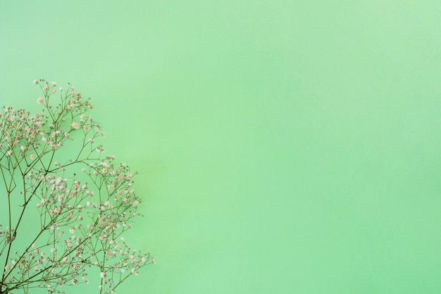 Plant twig with many flowers