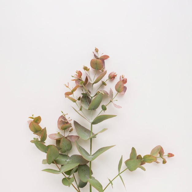 Free photo plant twigs with green and vinous leaves