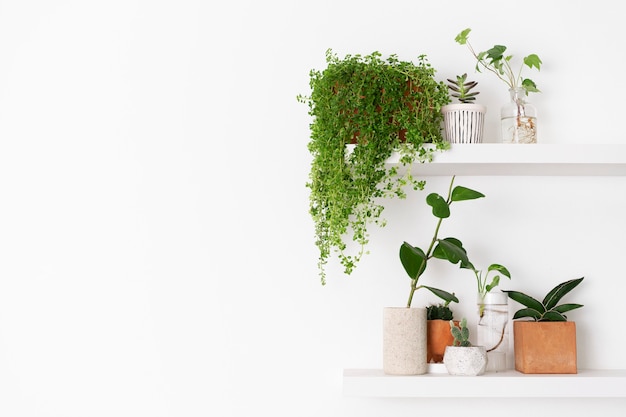 Free photo plant wall shelf with blank space