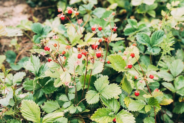 Free photo plant of wild strawberry