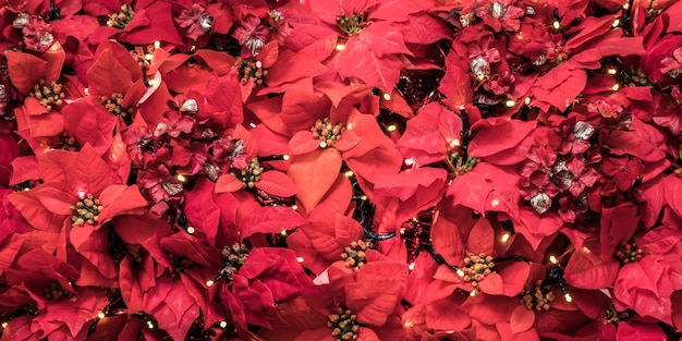 Plant with red leaves