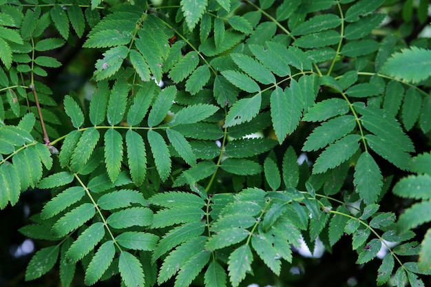 plant with small green leaves growing in a serene forest