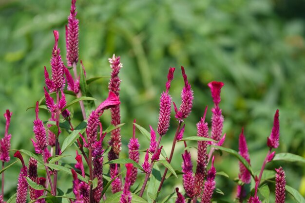 Plant with small lilac petals