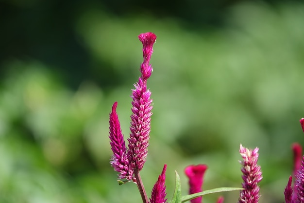 Plant with small lilac petals