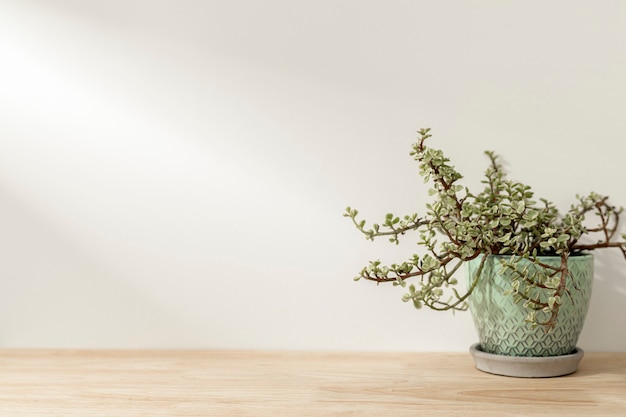 Free Photo plant on wooden shelf background