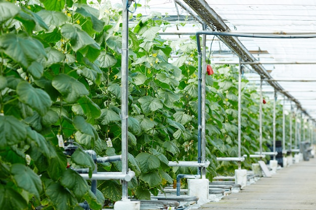 Plantation of cucumbers