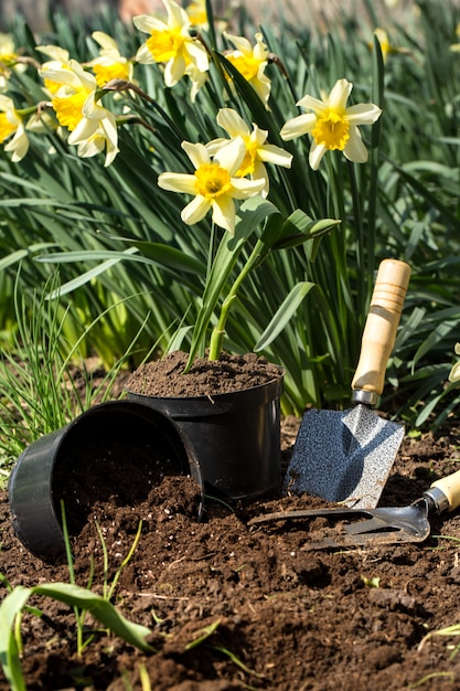 Planting flowers in the garden, garden tools, flowers