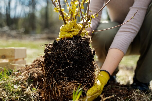 Planting trees as part of reforestation process