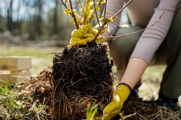 Planting trees as part of reforestation process