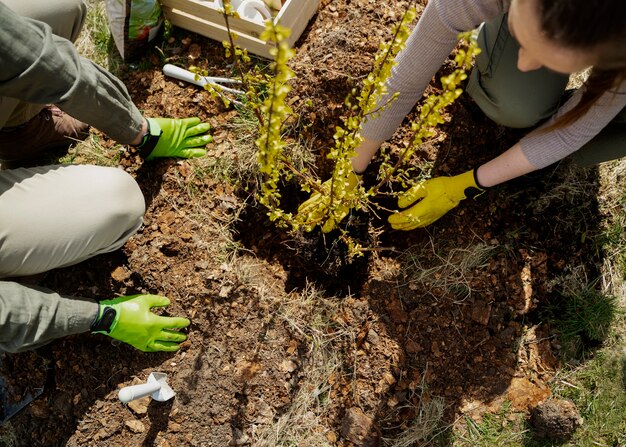 Planting trees as part of reforestation process