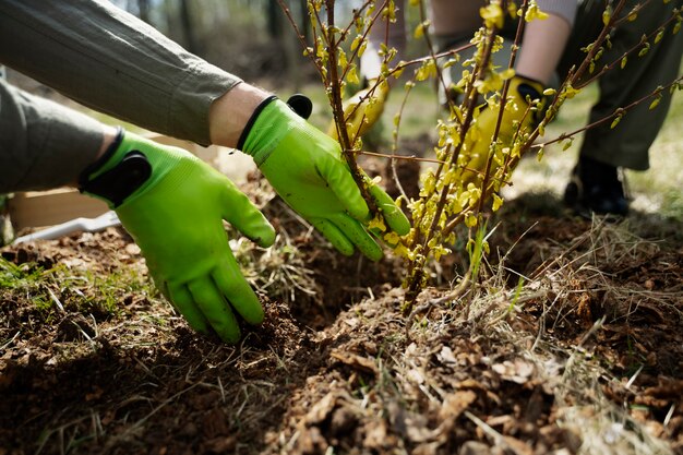 Planting trees as part of reforestation process