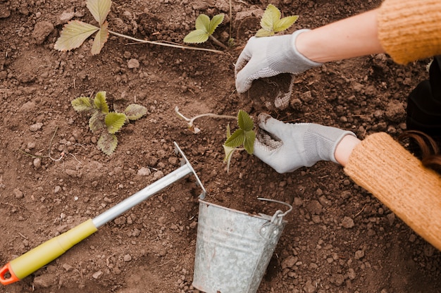 Planting