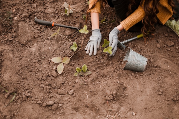 Free photo planting