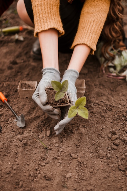 Planting