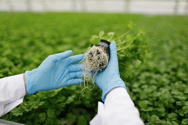 Plants being planted in greenhouse