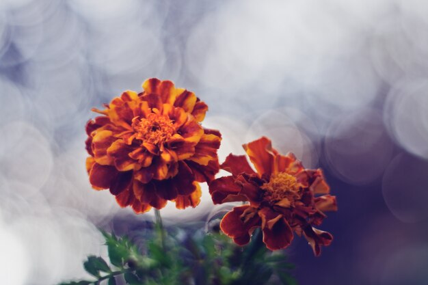 Plants in bloom with blurred background