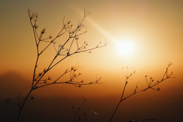 Free Photo plants during a breathtaking sunset