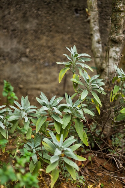 Plants and bushes