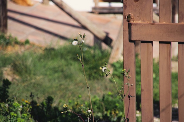 Plants and door