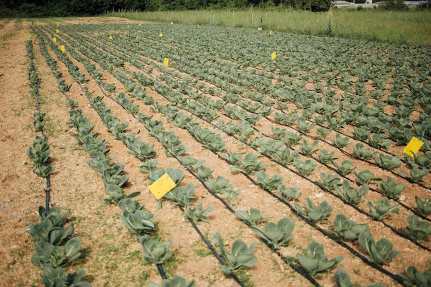 Free Photo plants growing in the field