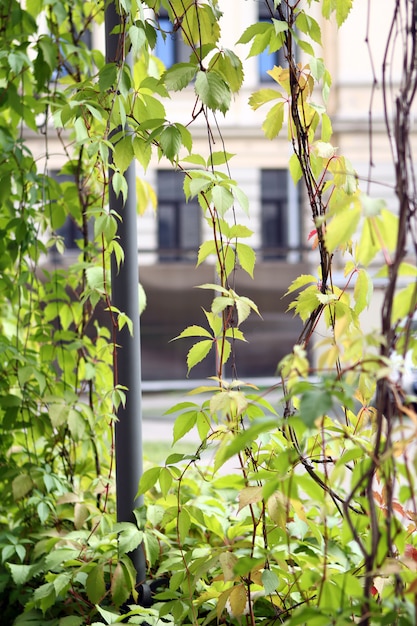 Plants growing on the walls