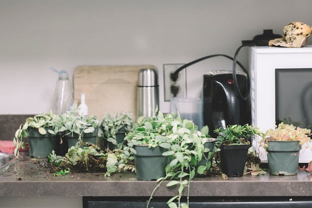 Plants on kitchen table