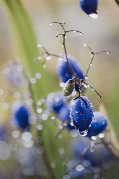 Plants in nature