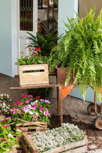 Plants pot with watering can